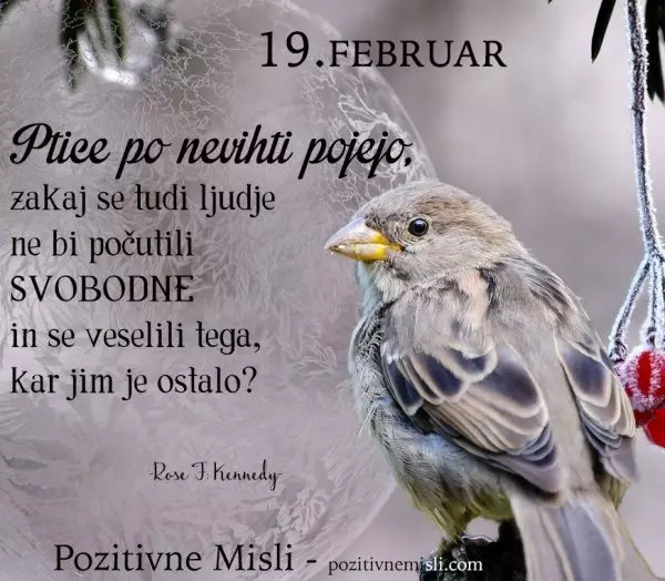 19. FEBRUAR - 365 modrih misli - Ptice po nevihti pojejo