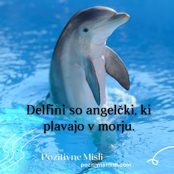 Misli o delfinih - delfini so Angelčki
