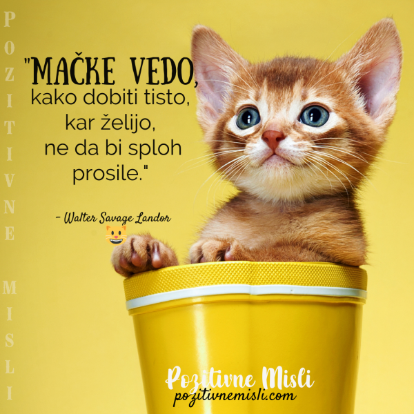 Mačke vedo  - Misli o mačkah