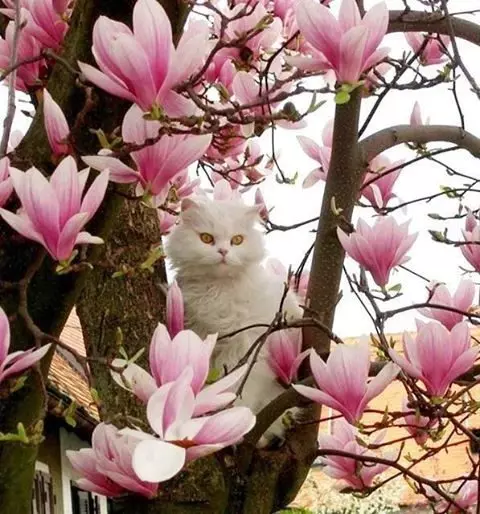 Bela perzijska muca - magnolija 