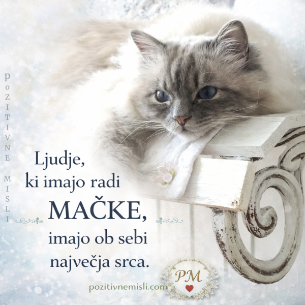 Mačka misli citati verzi-3