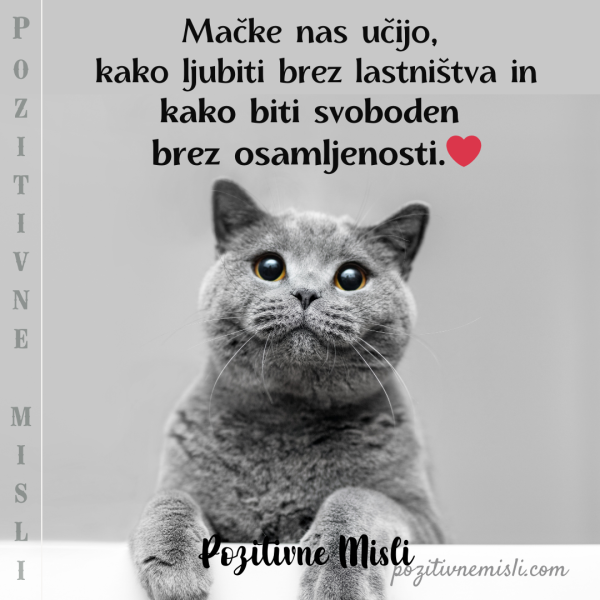 MAČKE - Mačke nas učijo