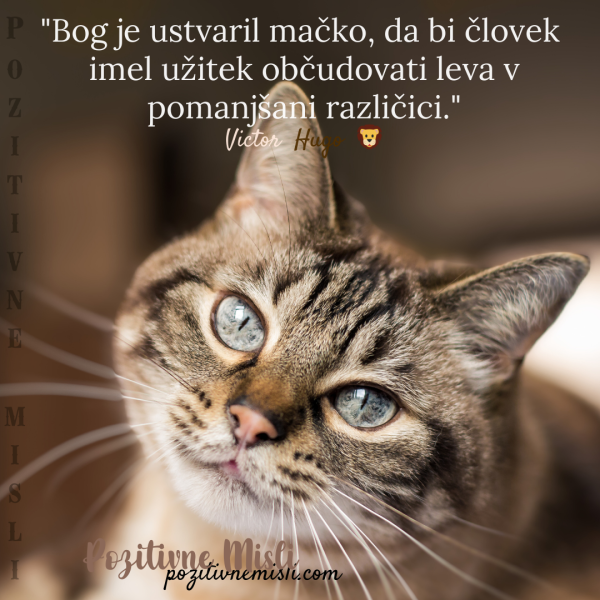 Mačke in njihova veličastnost - Victor Hugo