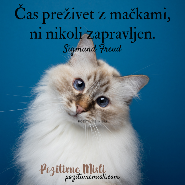 NAJLEPŠE MISLI O MAČKAH - Čas z mačkami