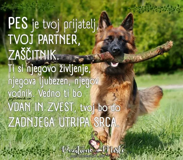 Pes je tvoj prijatelj, tvoj partner,  zaščitnik - Najlepše misli o psih
