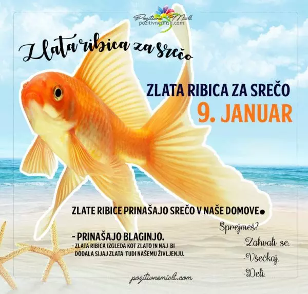 9. januar - 365 srečnih dni - zlata ribica za srečo