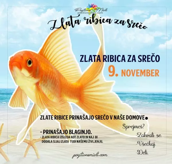 9. november - 365 srečnih dni - zlata ribica za srečo