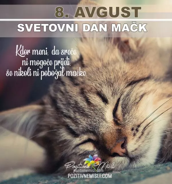 8. avgust - svetovni dan mačk