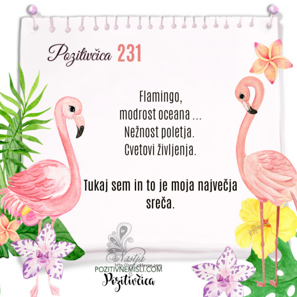231 POZITIVČICA  - Flamingo, modrost oceana