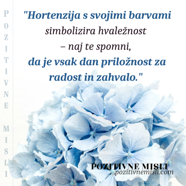 Misli o hortenziji : Hortenzija