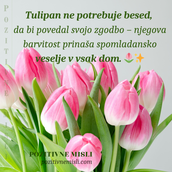 Misli o tulipanu: Tulipan ne potrebuje besed