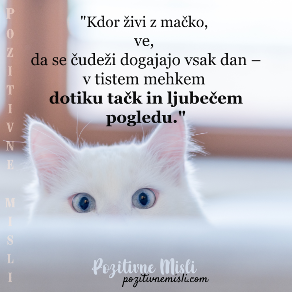 Kdor živi z mačko, ve, da se čudeži dogajajo vsak dan