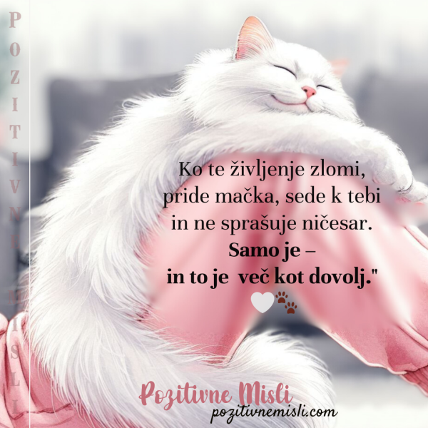 Ko te življenje zlomi, pride mačka 🤍🐾
