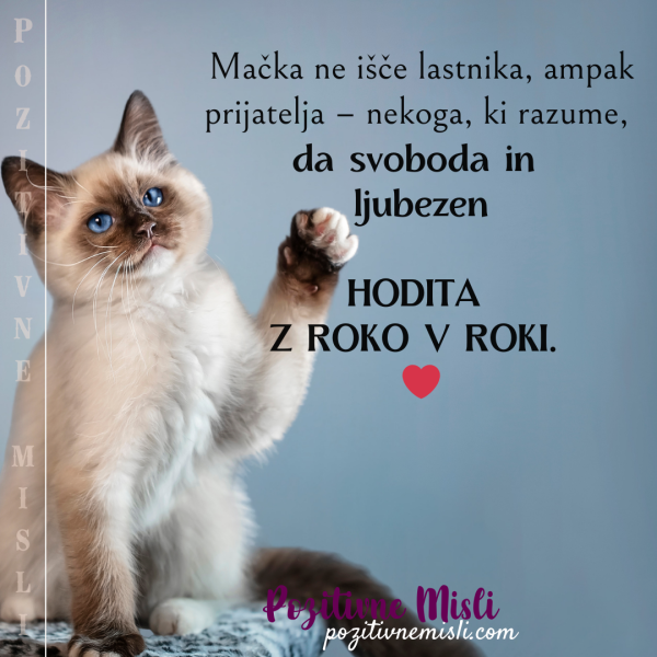 Mačka ne išče lastnika - Lepe misli 🐱❤️